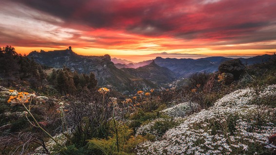Berglandschaft mit wildblühenden Blumen im Vordergrund, bewaldeten Hügeln und dramatisch rot gefärbtem Himmel bei Sonnenuntergang.